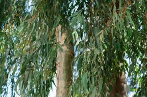 Κλάδεμα ευκαλύπτων  από τον Δήμο Ύδρας στο Καμίνι - Υπάρχουν ξύλα διαθέσιμα για τους πολίτες