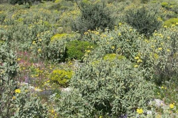 ΥΠΕΝ: Εκτάσεις  με φρύγανα και ασπάλαθους δεν χαρακτηρίζονται δάση