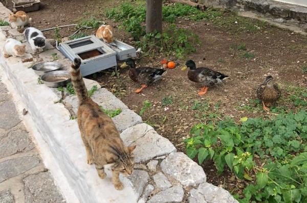 Τι γίνεται  όταν οι γάτες και οι πάπιες συναντιούνται στον χώρο ταΐσματος της Υδραϊκής Κιβωτού!