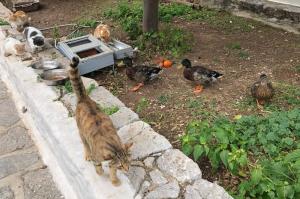 Τι γίνεται  όταν οι γάτες και οι πάπιες συναντιούνται στον χώρο ταΐσματος της Υδραϊκής Κιβωτού!