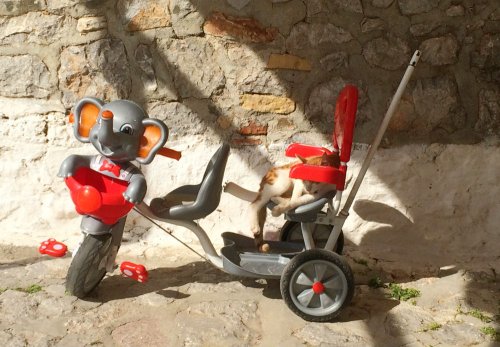 Ένας υπνάκος λίγο πριν την ποδηλατάδα