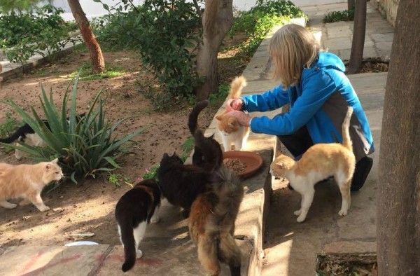 Φροντίδα αδέσποτων γατών από την "Υδραϊκή Κιβωτό"