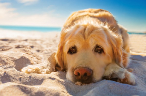 Προστατέψτε τον πιστό σας φίλο από τις μεγάλες θερμοκρασίες