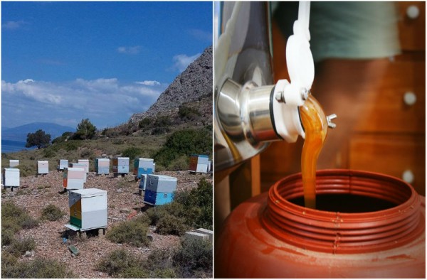 Μια Ύδρα που στάζει... μέλι!