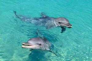 Μιλούν «μωρουδίστικα»  στα μικρά τους τα θηλυκά δελφίνια όπως δείχνει νέα έρευνα