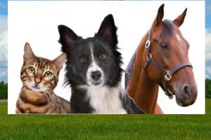 Μαίρη Κάτσικα:  Η 4η Οκτωβρίου είναι ημέρα ευαισθητοποίησης και ανάληψης δράσεων για την προάσπιση και προστασία των δικαιωμάτων των ζώων