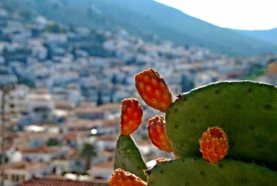 Φραγκόσυκο :  Ο νόστιμος θωρακισμένος καρπός μέσα από αναμνήσεις