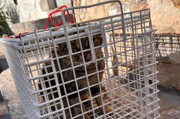 Υδραϊκή Κιβωτός:  Με επιτυχία οι δωρεάν στειρώσεις των αδέσποτων γατών