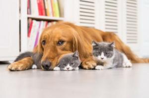 Ανακοίνωση του Δήμου Ύδρας προς τους ιδιοκτήτες ζώων συντροφιάς