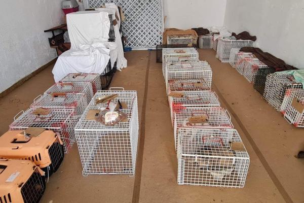 Συνεχίζεται και αύριο το πρόγραμμα στειρώσεων και ιατρικής περίθαλψης από την φιλοζωική οργάνωση Let's Be S.M.A.R.T