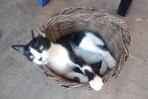 Η Αντιδήμαρχος Ύδρας Μαίρη Κάτσικα καταδικάζει κατηγορηματικά το περιστατικό βίας εναντίον γατιού του νησιού μας