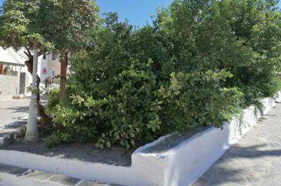 Δέντρο έσπασε  και έπεσε στην είσοδο του κήπου των Υδραίων Ζωγράφων