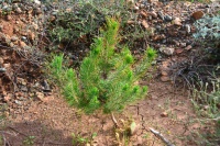 Αναδάσωση και Εθελοντισμός