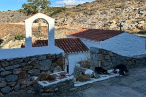 Υδραϊκή Κιβωτός - Ευχαριστίες για την προσφορά των φιλόζωων προς τα αδέσποτα γατάκια της Ύδρας