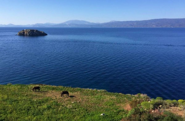 Αινιγματικά και περήφανα στης Ύδρας την πλαγιά