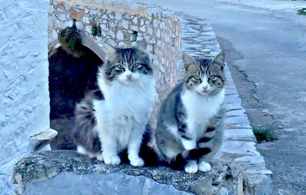 Σε λίγες μέρες η φροντίδα αδέσποτων γατών από την Υδραϊκή Κιβωτό