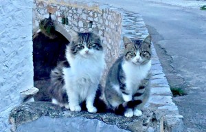 Σε λίγες μέρες η φροντίδα αδέσποτων γατών από την Υδραϊκή Κιβωτό