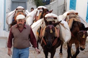 To 4ο International Mule and Donkey Conference τον Οκτώβριο στην Ύδρα