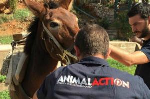 Επίσκεψη ομάδας φροντίδας ιπποειδών στις 22 Οκτωβρίου