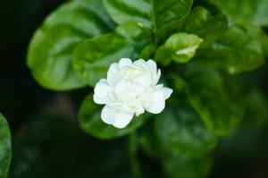 20 αγαπημένα λουλούδια από τις αυλές των γιαγιάδων μας