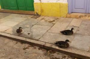 Τι μέλλει γενέσθαι με τις τρεις πάπιες που κυκλοφορούν στην Ύδρα