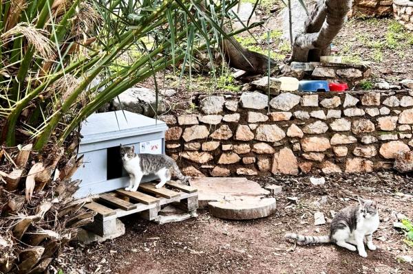 Υδραϊκή Κιβωτός | Η διαχρονική προσφορά των Φιλόζωων στην ευημερία των γατών