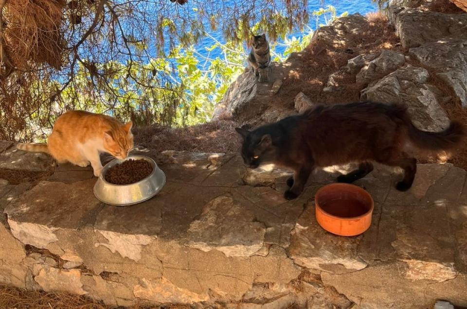 Υδραϊκή Κιβωτός:  Γάτες στο Αυλάκι την ώρα της τροφοδότησης των ταΐστρών με ξηρά τροφή