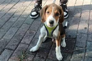 Υδραϊκή Κιβωτός:  Τι πρέπει να κάνουν οι πολίτες αν εντοπίσουν κάποιο αδέσποτο σκυλί στο νησί