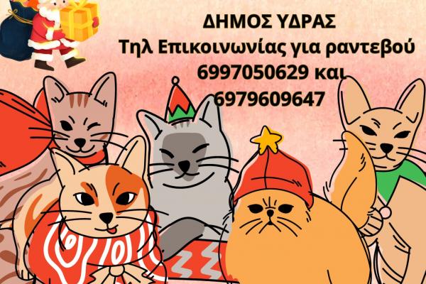 Δήμος Ύδρας:  Δωρεάν στειρώσεις και εμβολιασμοί στις αδέσποτες γάτες (13-17 Δεκεμβρίου)