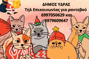 Δήμος Ύδρας:  Δωρεάν στειρώσεις και εμβολιασμοί στις αδέσποτες γάτες (13-17 Δεκεμβρίου)
