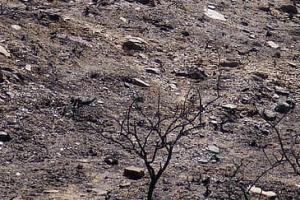 Αυτή είναι  η έκταση των 300 περίπου στρεμμάτων που κατέκαψε η φωτιά στην Ύδρα