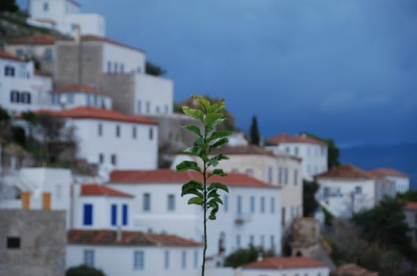 Χόρτα, βότανα  και φυτά: Ένας επίγειος της Ύδρας θησαυρός